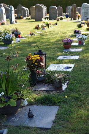 Rasengräber auf dem neuen Friedhof Schortens